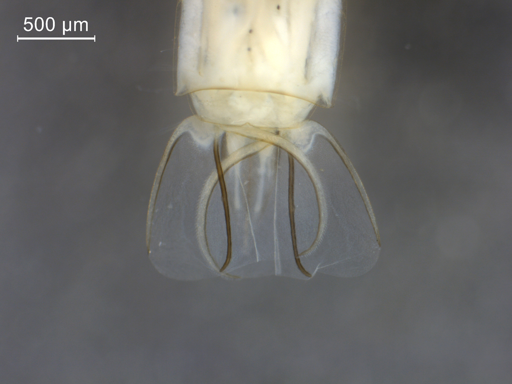 Chaoborus flavicans
